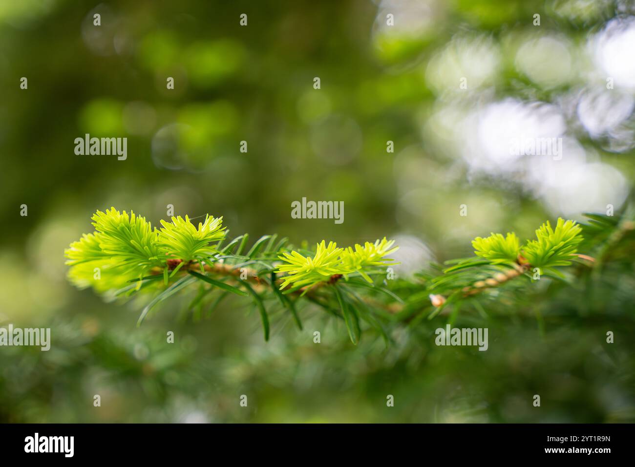 Nahaufnahme der Fichtenspitzen, neues Wachstum an Fichtenbaum im Frühjahr. Frische Fichtenspitzen im Wald. Im Frühjahr wurden junge Fichtensprossen gegessen. Stockfoto