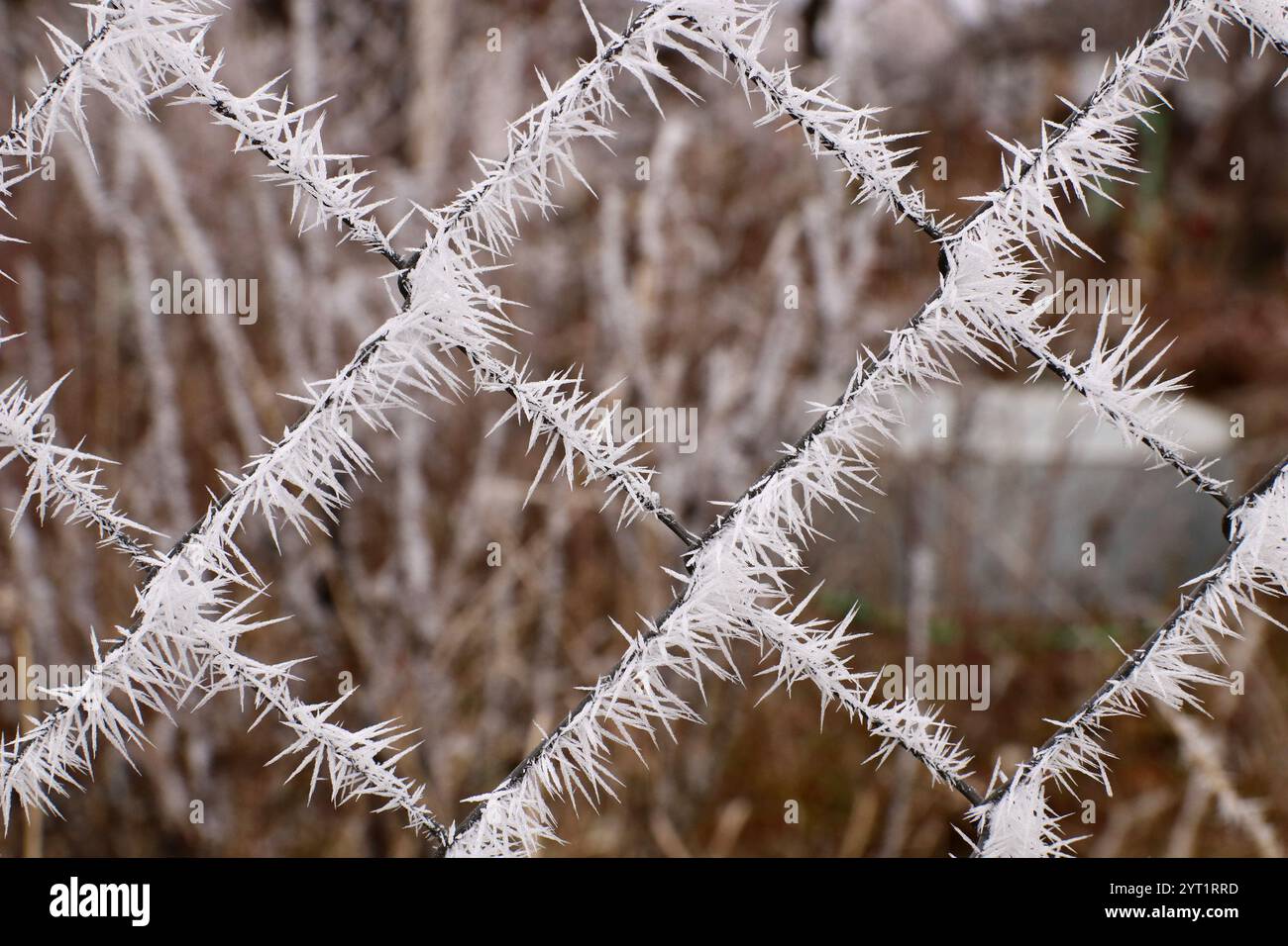Metallgitter mit Frost bedeckt. Lange Frostnadeln. Stockfoto