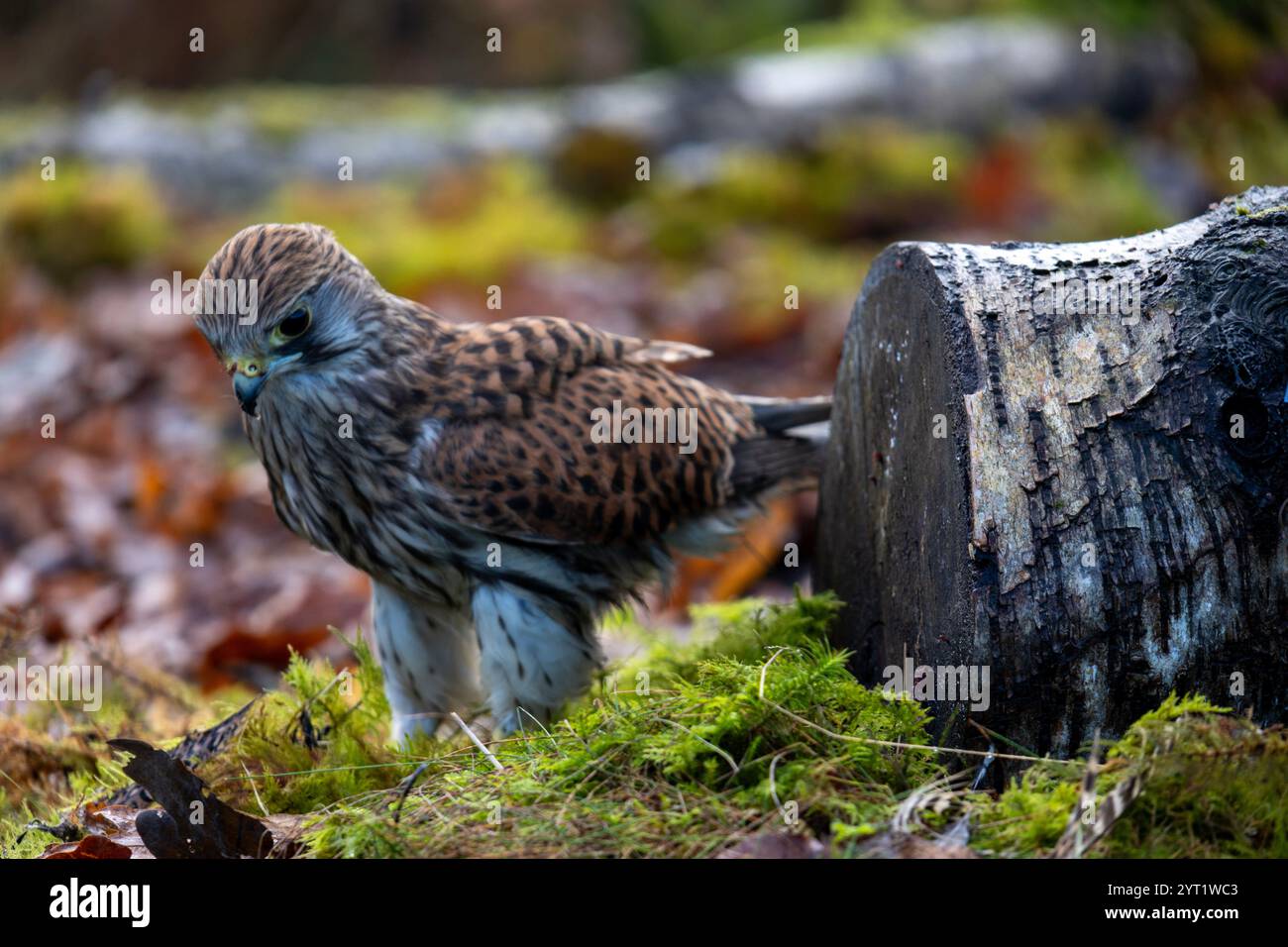 Nahaufnahme des Common Kestrel Stockfoto