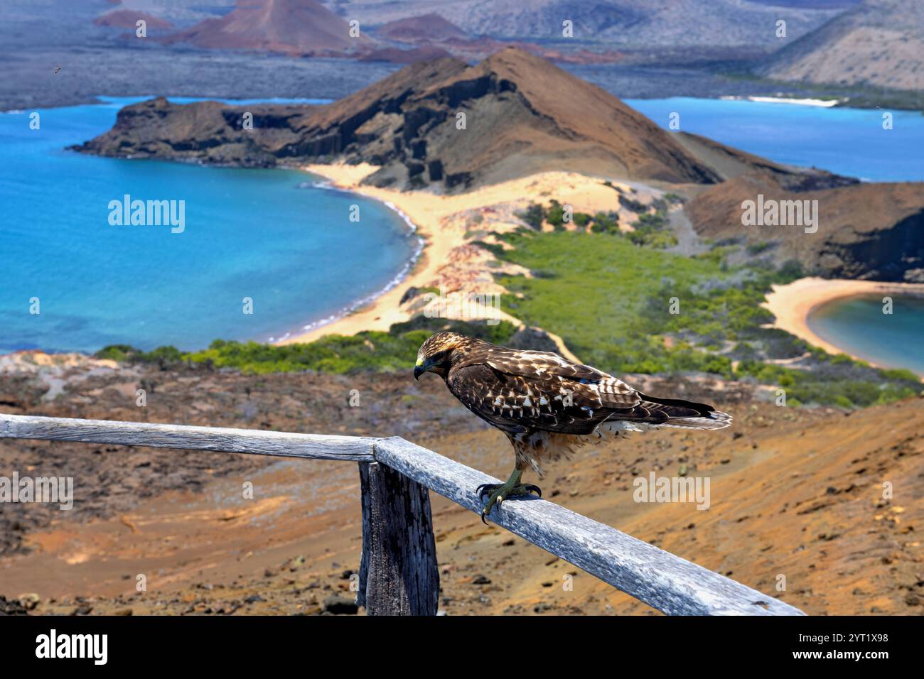 Vogel auf der Insel Bartolomé der Galápagos-Inseln Stockfoto