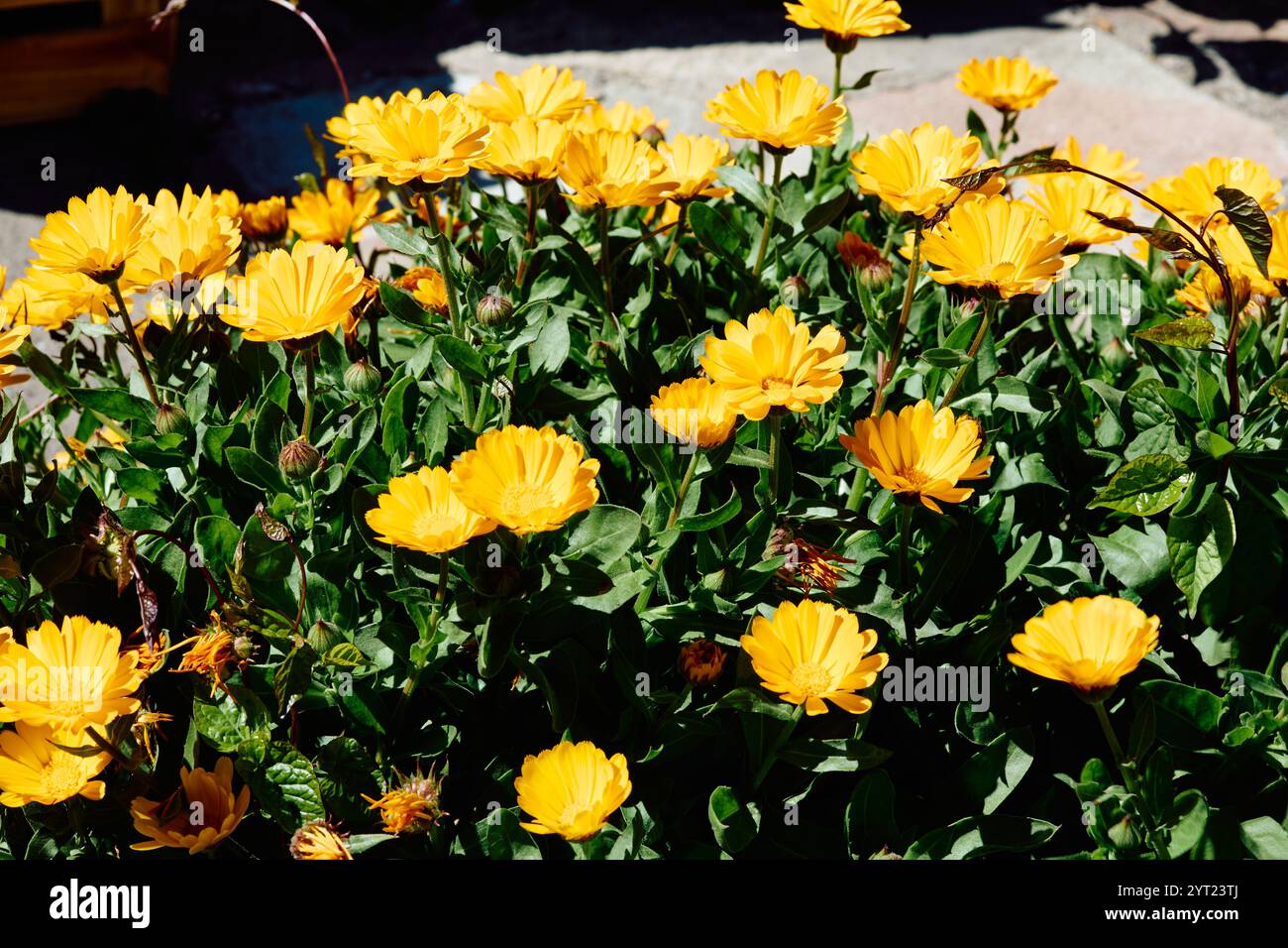 Calendula. Sie sind eine Gattung von etwa fünfzig Arten von jährlichen oder mehrjährigen Kräutern aus der Familie der Asteraceae Stockfoto
