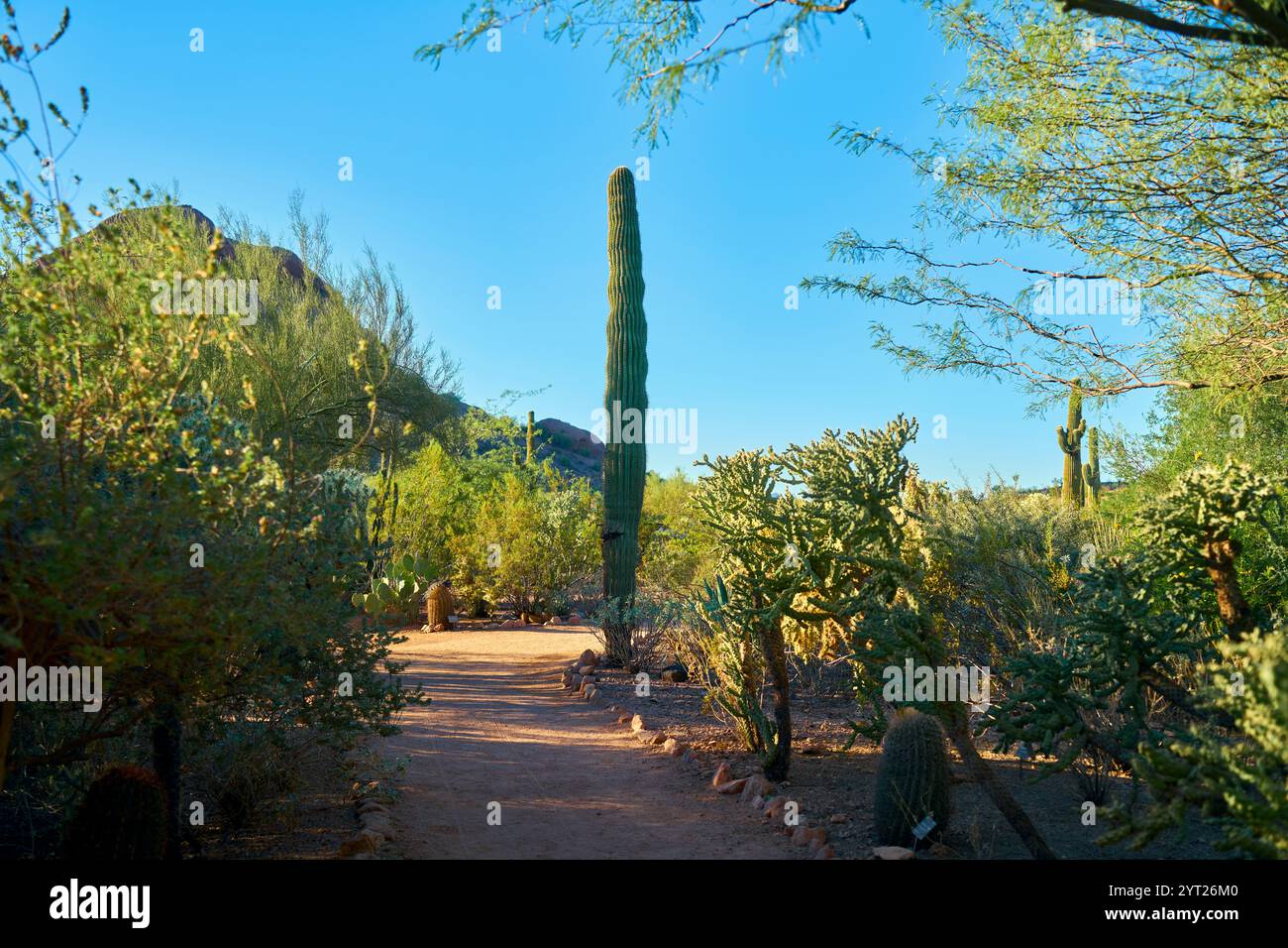 Große wilde Kakteen in der Wüste Stockfoto