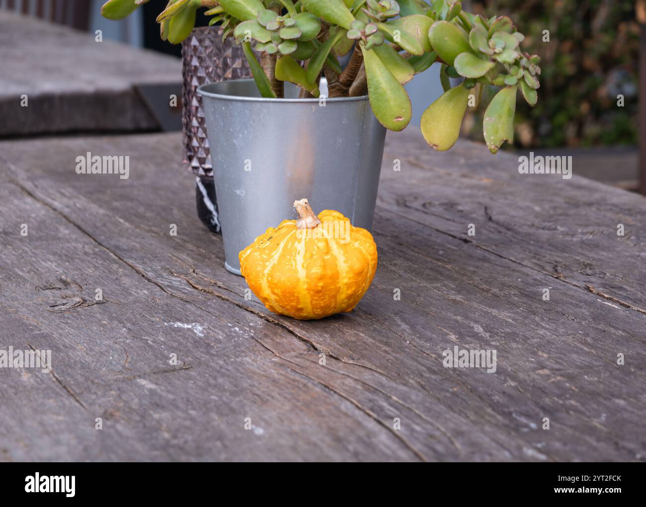 Ein lebhafter Kürbis auf einem rustikalen Holztisch in gemütlicher Restaurantatmosphäre. Stockfoto