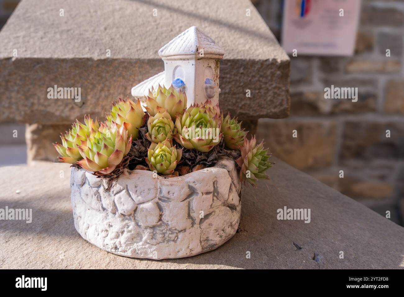 Lebendiger Sukkulent in einem strukturierten Topf neben einem skurrilen Miniaturhaus. Stockfoto