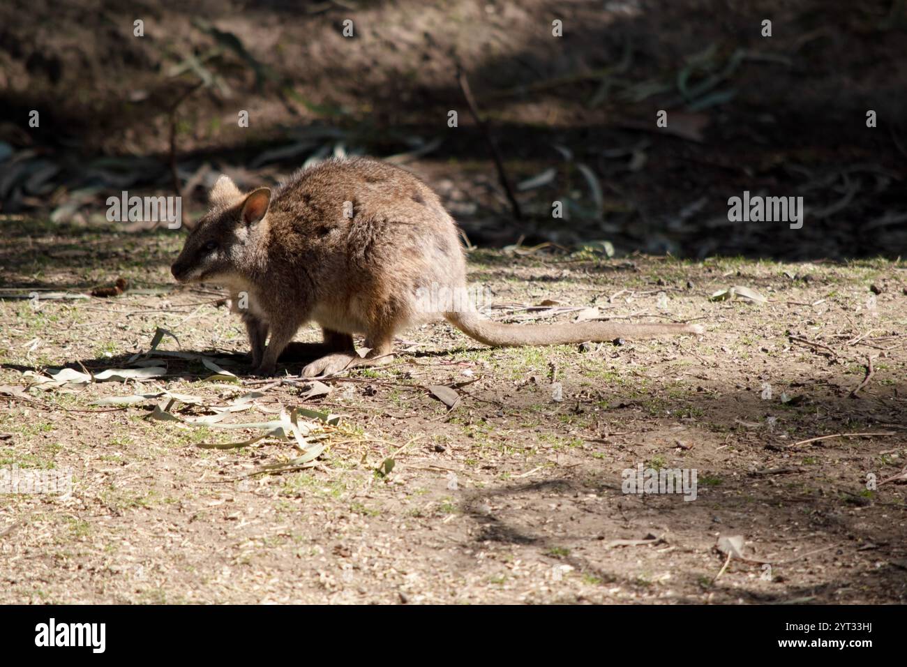 Das Tammar-Wallaby hat dunkel graue Oberteile mit einer helleren Unterseite und ruhelfarbenen Seiten und Gliedmaßen. Stockfoto