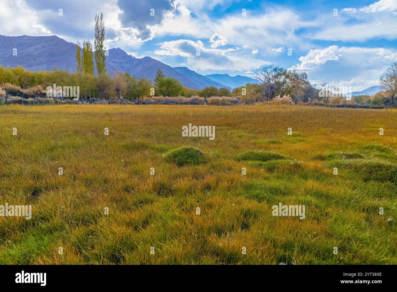 Blick auf das grüne und goldene Gras mit Bäumen, Bergen und Wolken während der Herbstsaison in Ladakh. Stockfoto