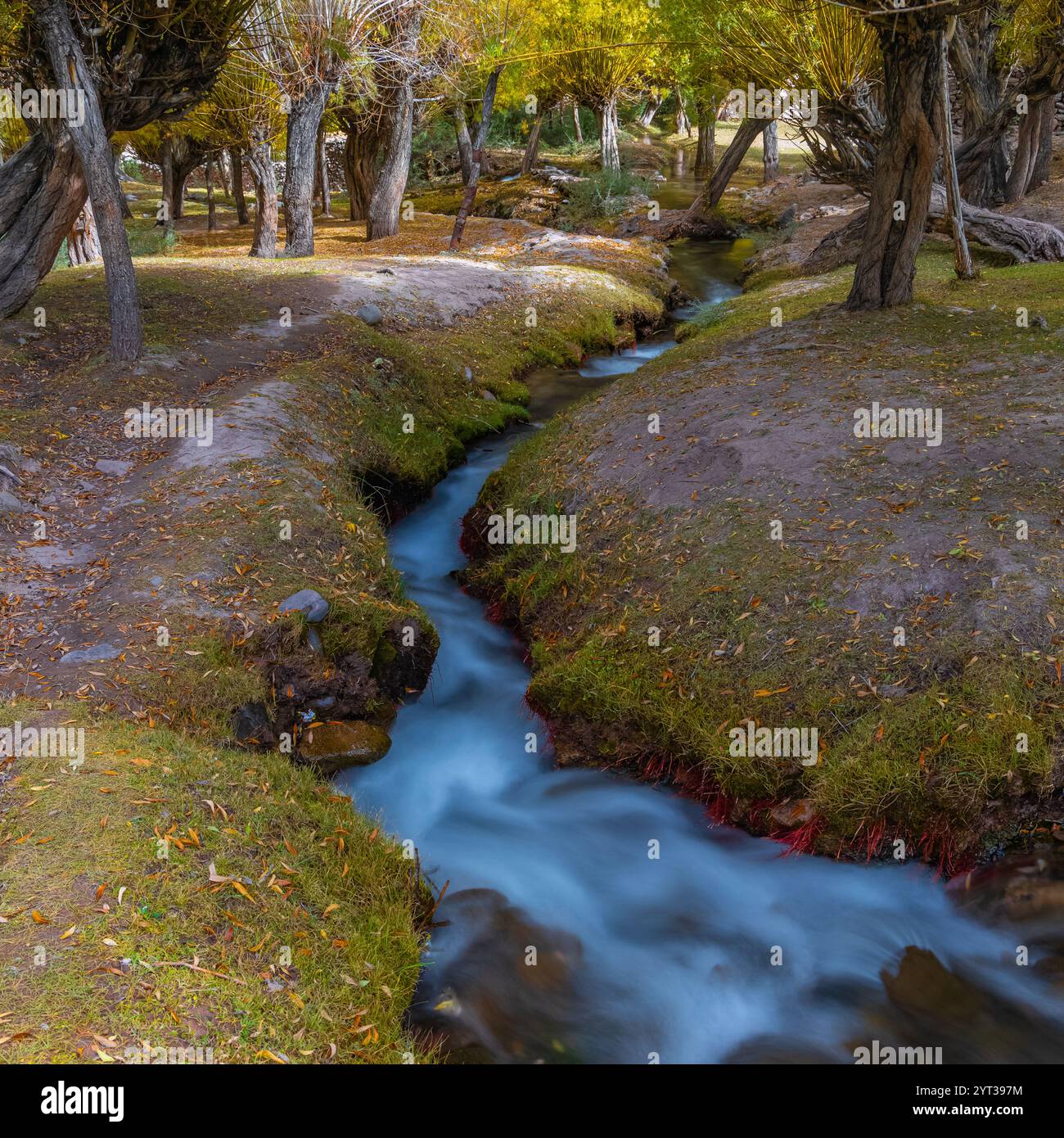 Lange Exposition von blauem Wasser, das in einem Bach durch den Wald fließt, während der Herbstsaison. Stockfoto