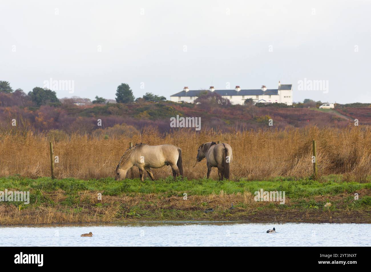 Konik-Pferd Equus caballus gemelli, 2 Erwachsene, die am Rand des Kratzes grasen, mit Coastguard Cottages und Dunwidh Heath im Hintergrund, Minsmere RSPB Reserve Stockfoto