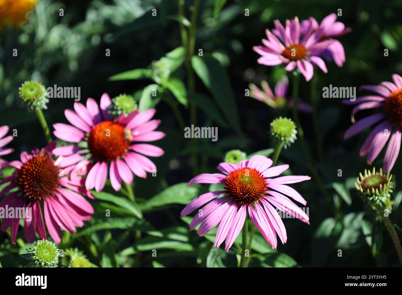 Violette Blüte mit vielen Blütenblättern und rötlich brauner Mitte Stockfoto