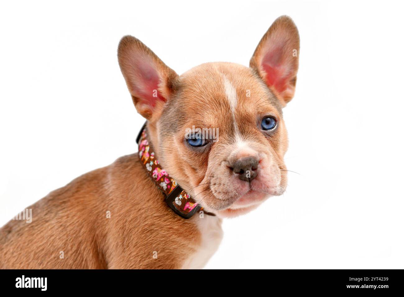 Niedlicher junger Hundewelpe, der ein Hundehalsband vor weißem Atelierhintergrund modelliert Stockfoto