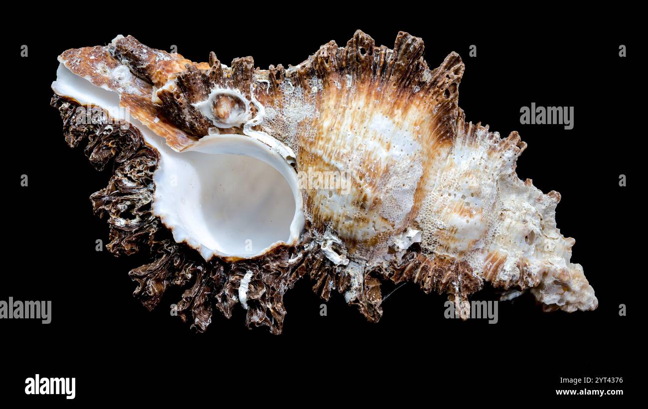 Eine detaillierte Chicoreus ramosus-Schale, auch bekannt als die verzweigte Murex, zeigt komplizierte, stachelige Texturen und natürliche braun-weiße Muster. Erneut einstellen Stockfoto