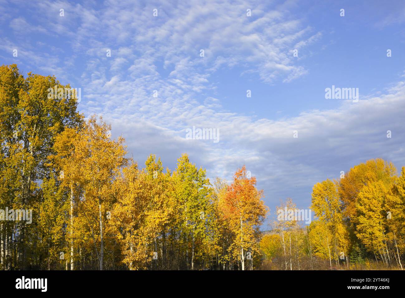 Schöner Aspen Forest in erstklassigen Herbstfarben vor sonnigem blauem Himmel mit sich bewegenden Wolken. Stockfoto