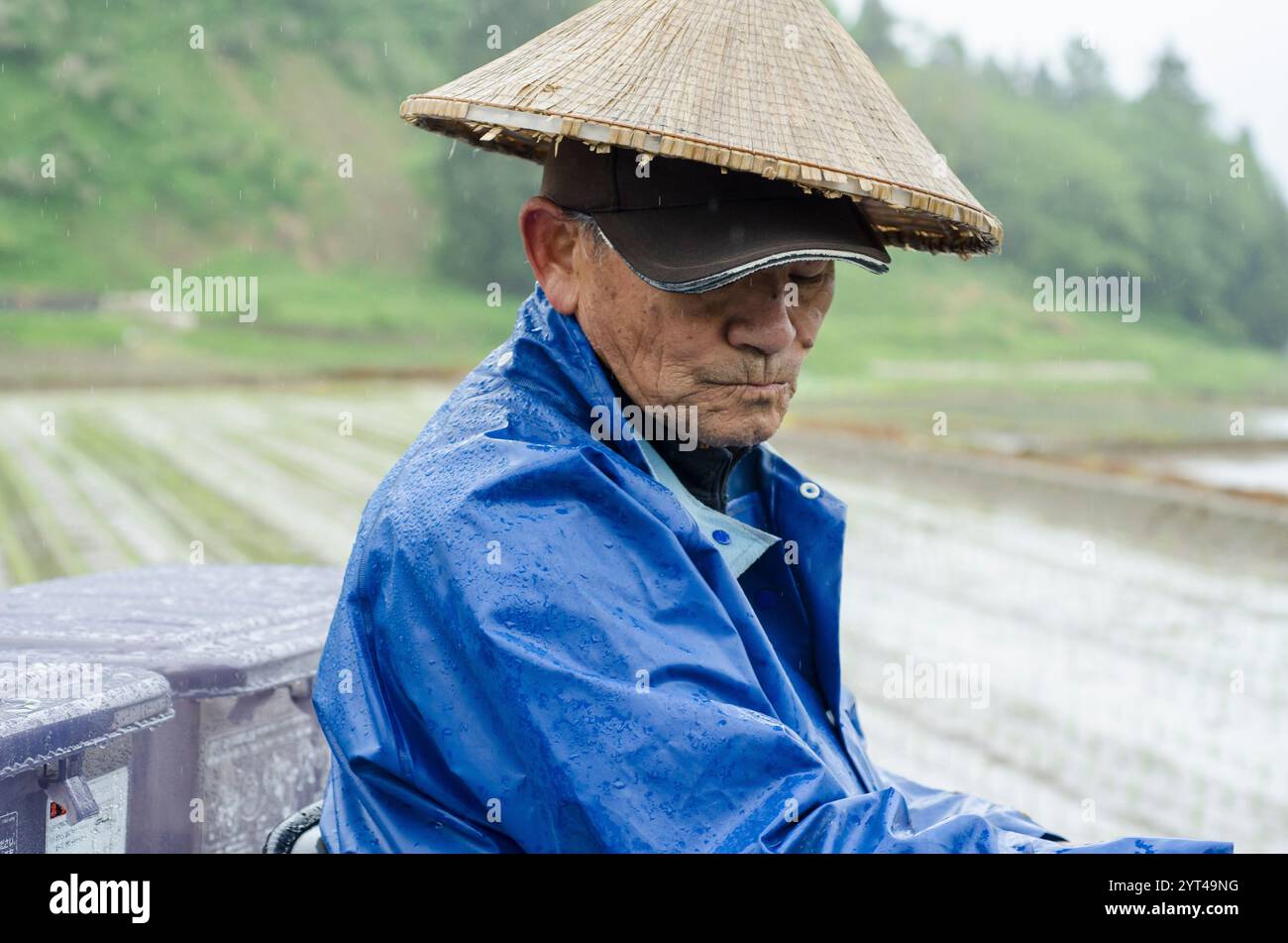 Reispflanzen mit einer Reispflanzmaschine Stockfoto