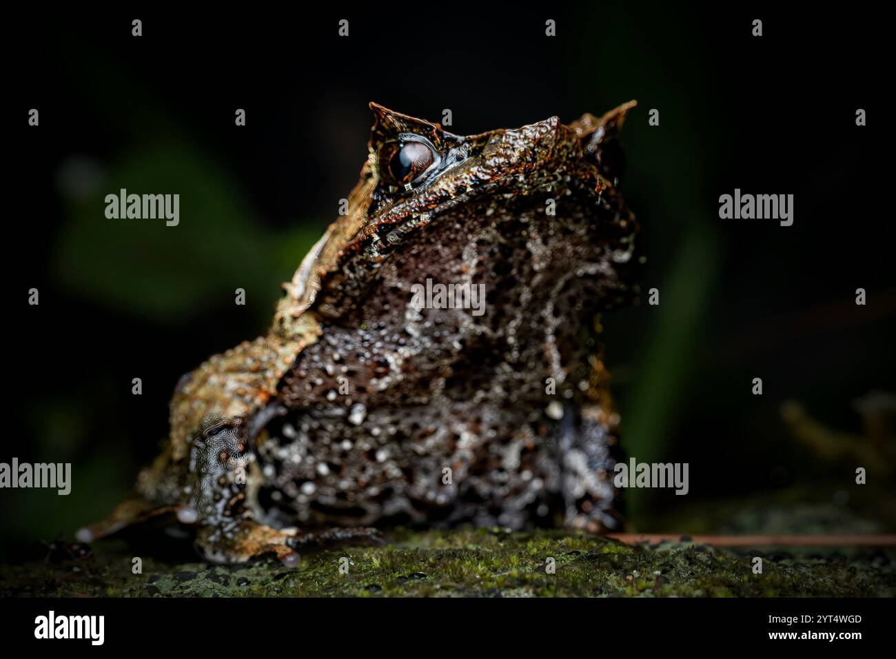 Großaufnahme von Megophrys montana auf dem moosigen Felsen Stockfoto