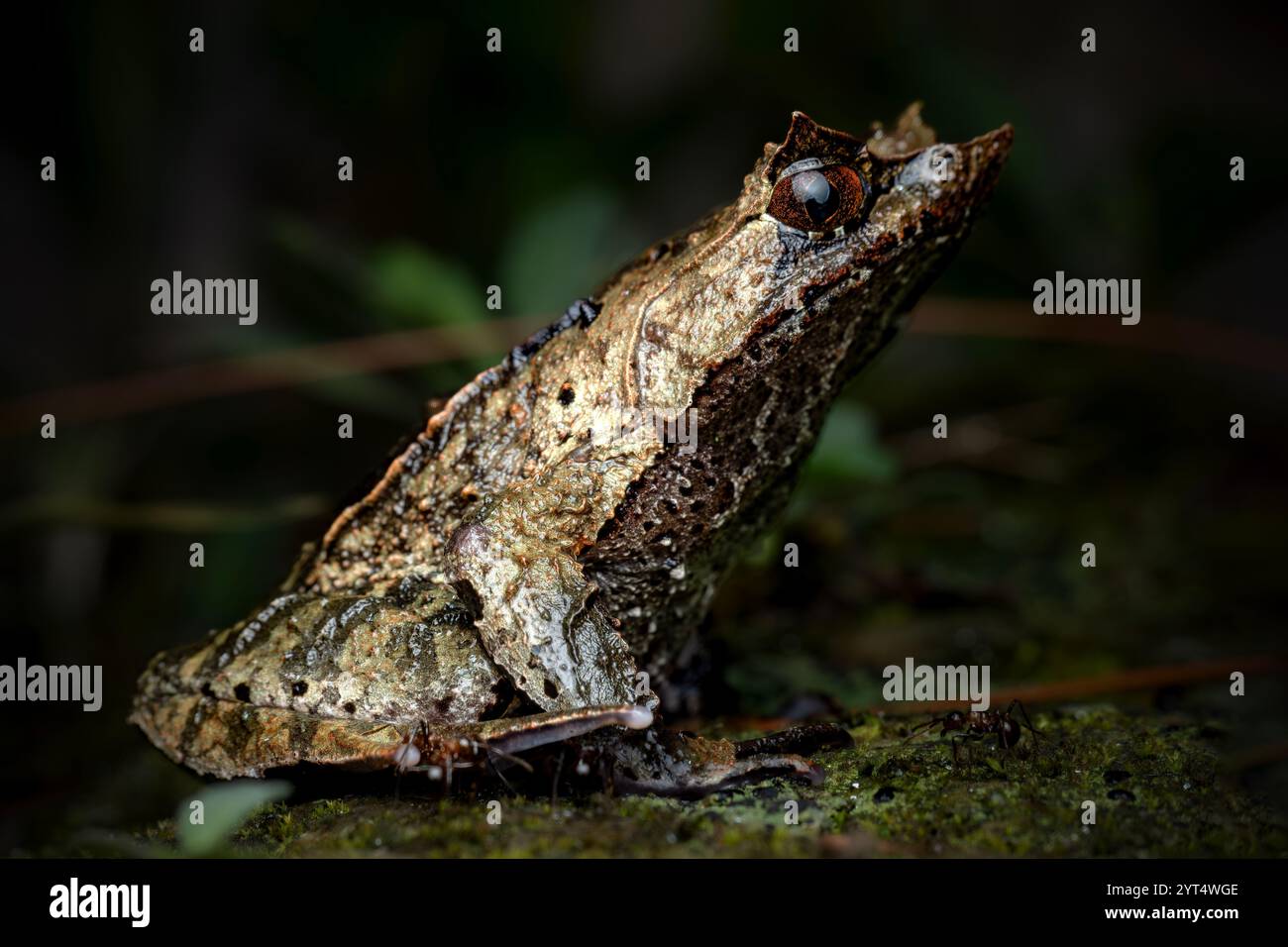Großaufnahme von Megophrys montana auf dem moosigen Felsen Stockfoto