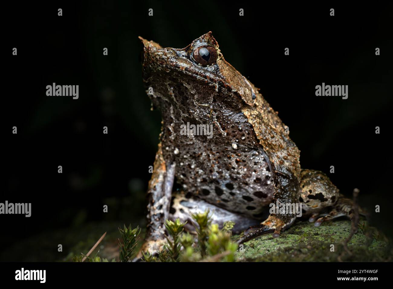 Großaufnahme von Megophrys montana auf dem moosigen Felsen Stockfoto