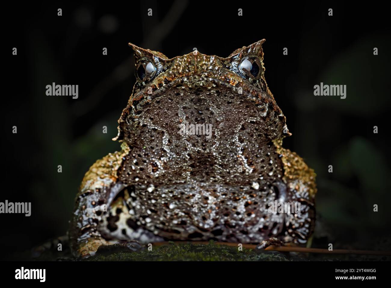 Großaufnahme von Megophrys montana auf dem moosigen Felsen Stockfoto