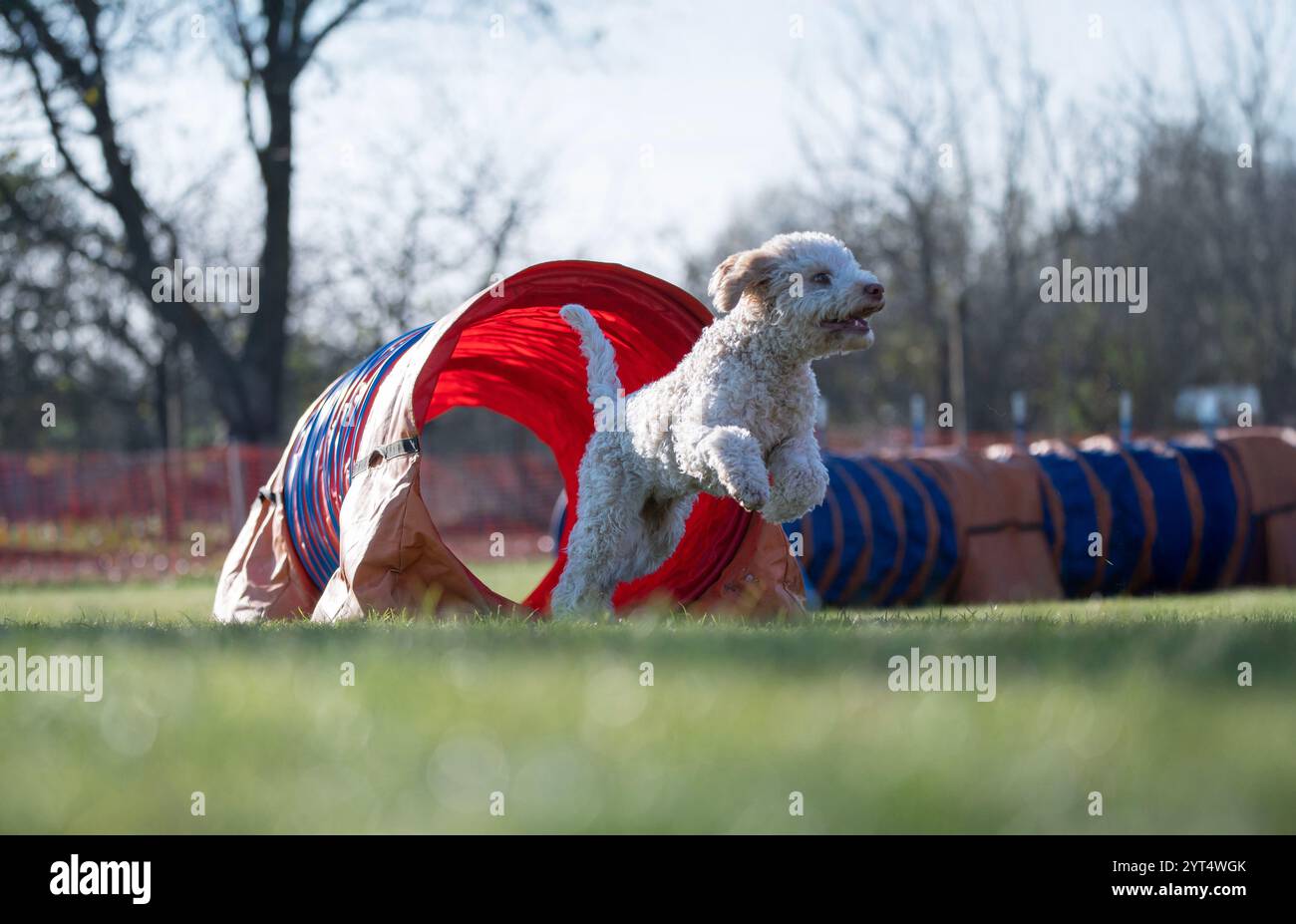 Spanischer Wasserhund. Hunderennen in Agilität. Stockfoto