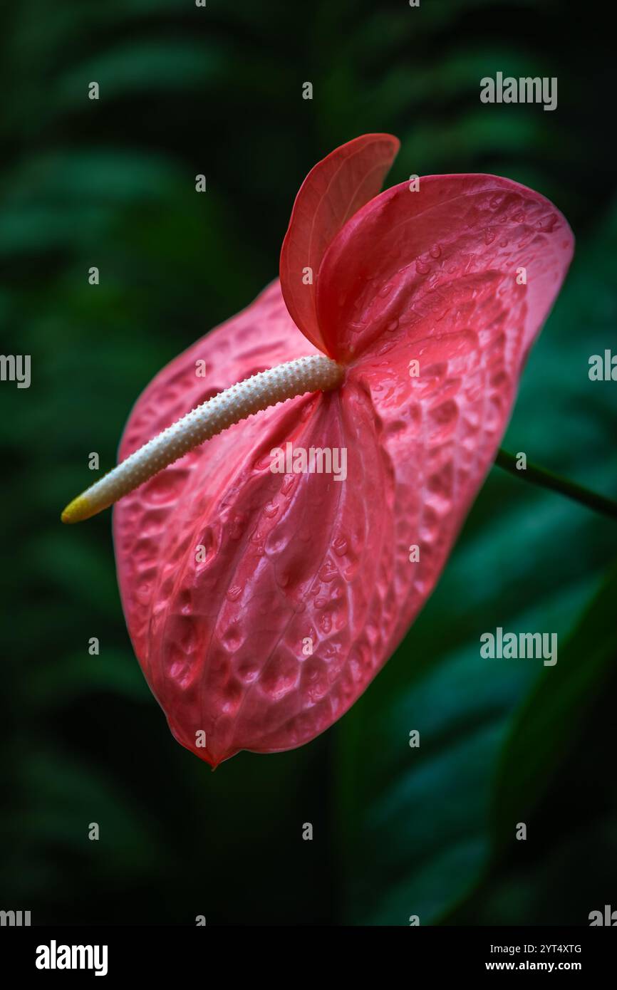 Schöne rosa Anthurium Blume oder Flamingo Blume Blüte im tropischen botanischen Garten mit verschwommenem grünem Hintergrund und Wassertropfen darauf. Symbol von Stockfoto