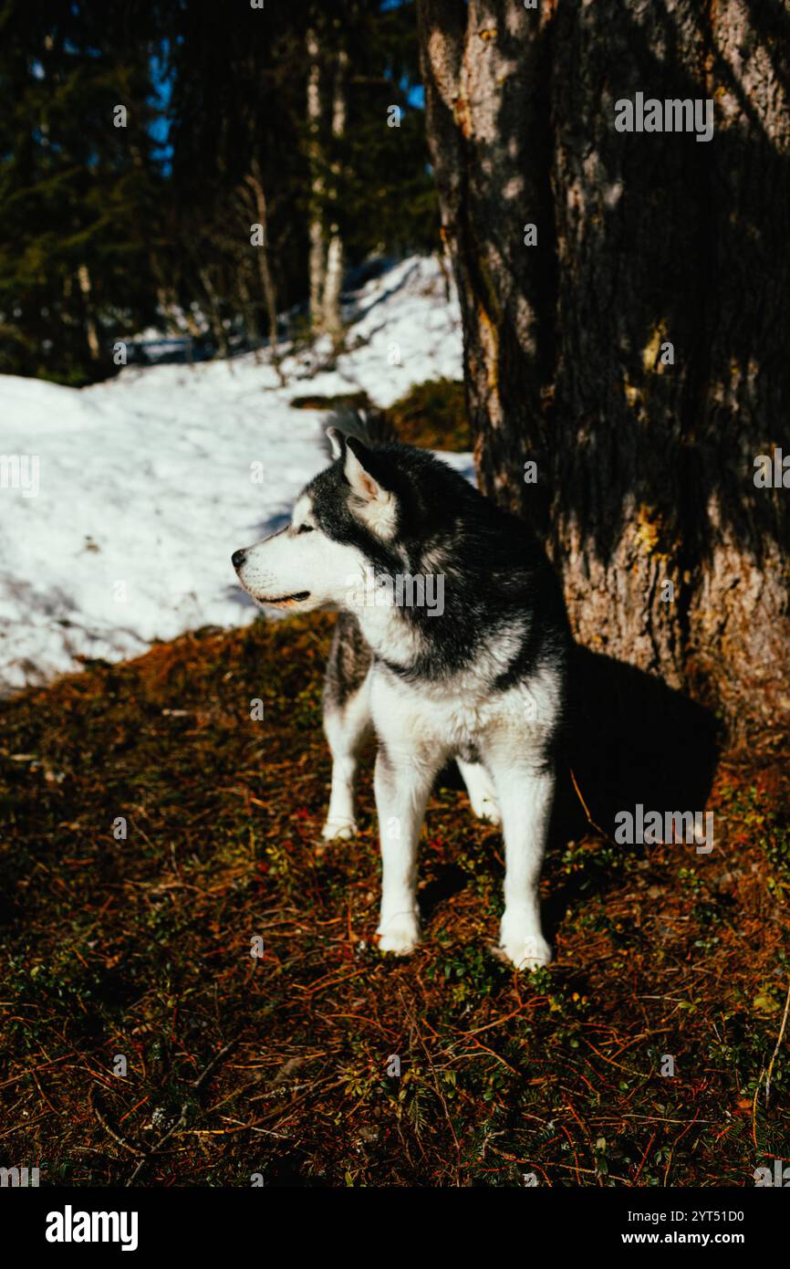 Alaska Malamute steht im Sonnenlicht des Frühlings Stockfoto