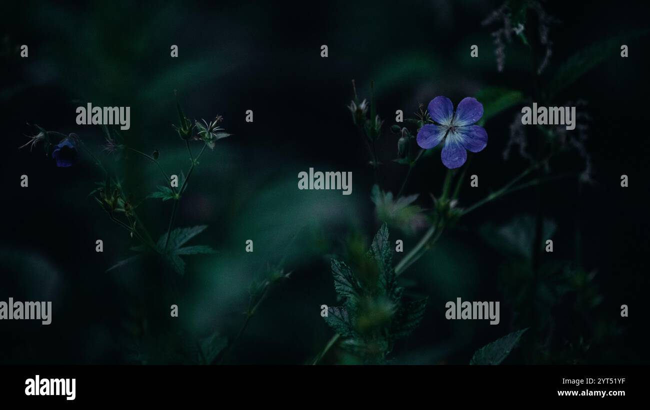 Lila Mittsommerblüte in der Dämmerung Stockfoto