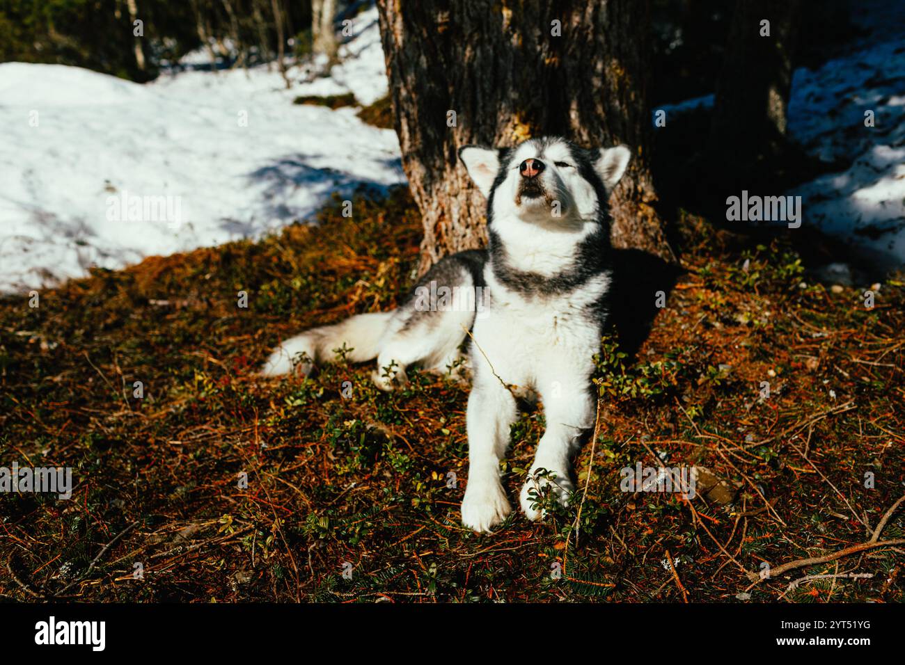 Alaska Malamute genießt Frühlingssonne im Freien Stockfoto