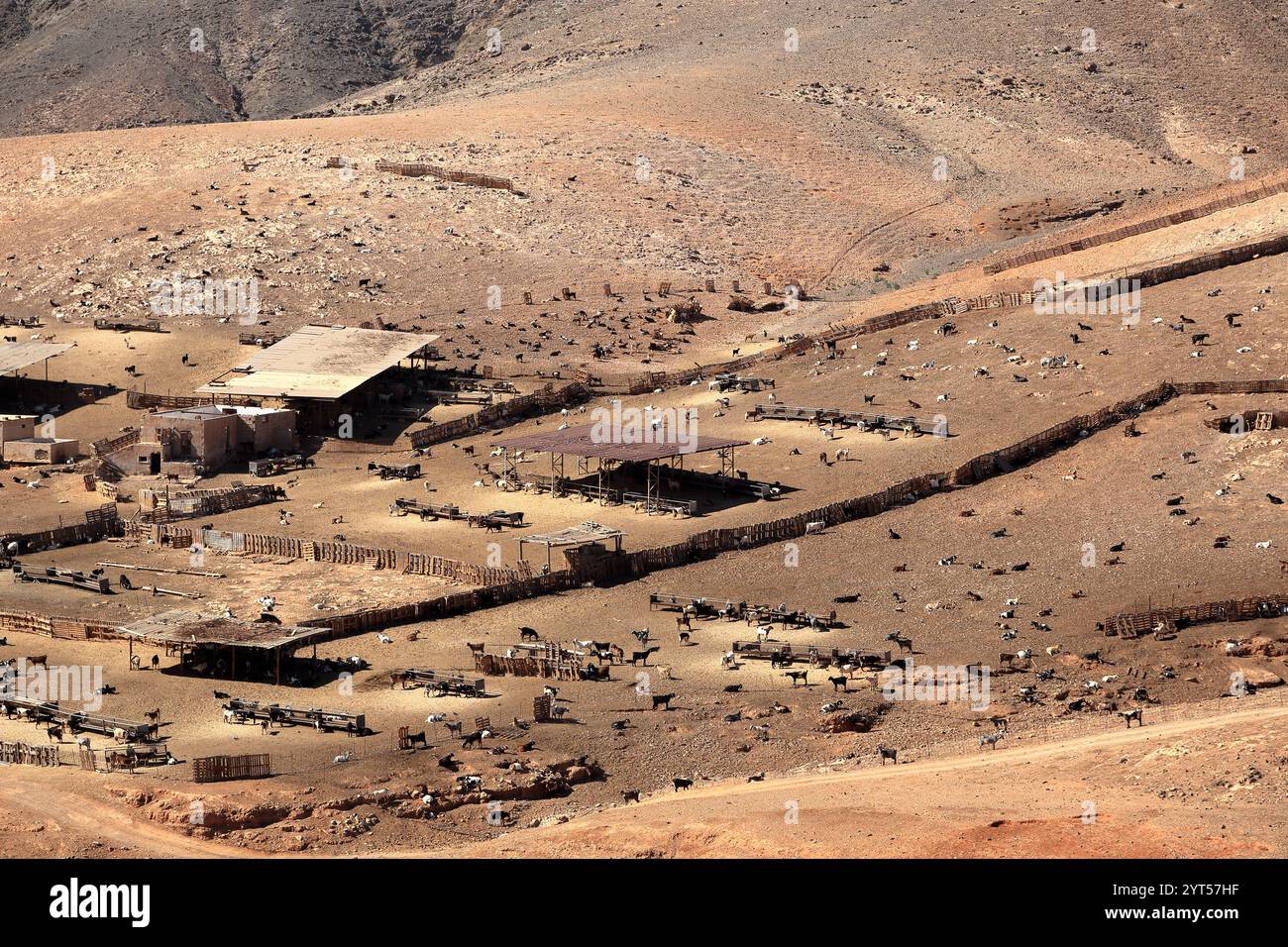 Ziegen, die in der trockenen Hitze von Fuerteventura weiden Stockfoto