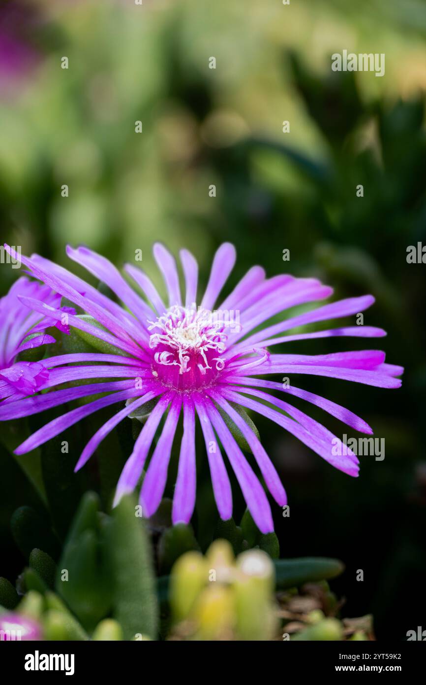 Nachfolgende Eispflanze Stockfoto