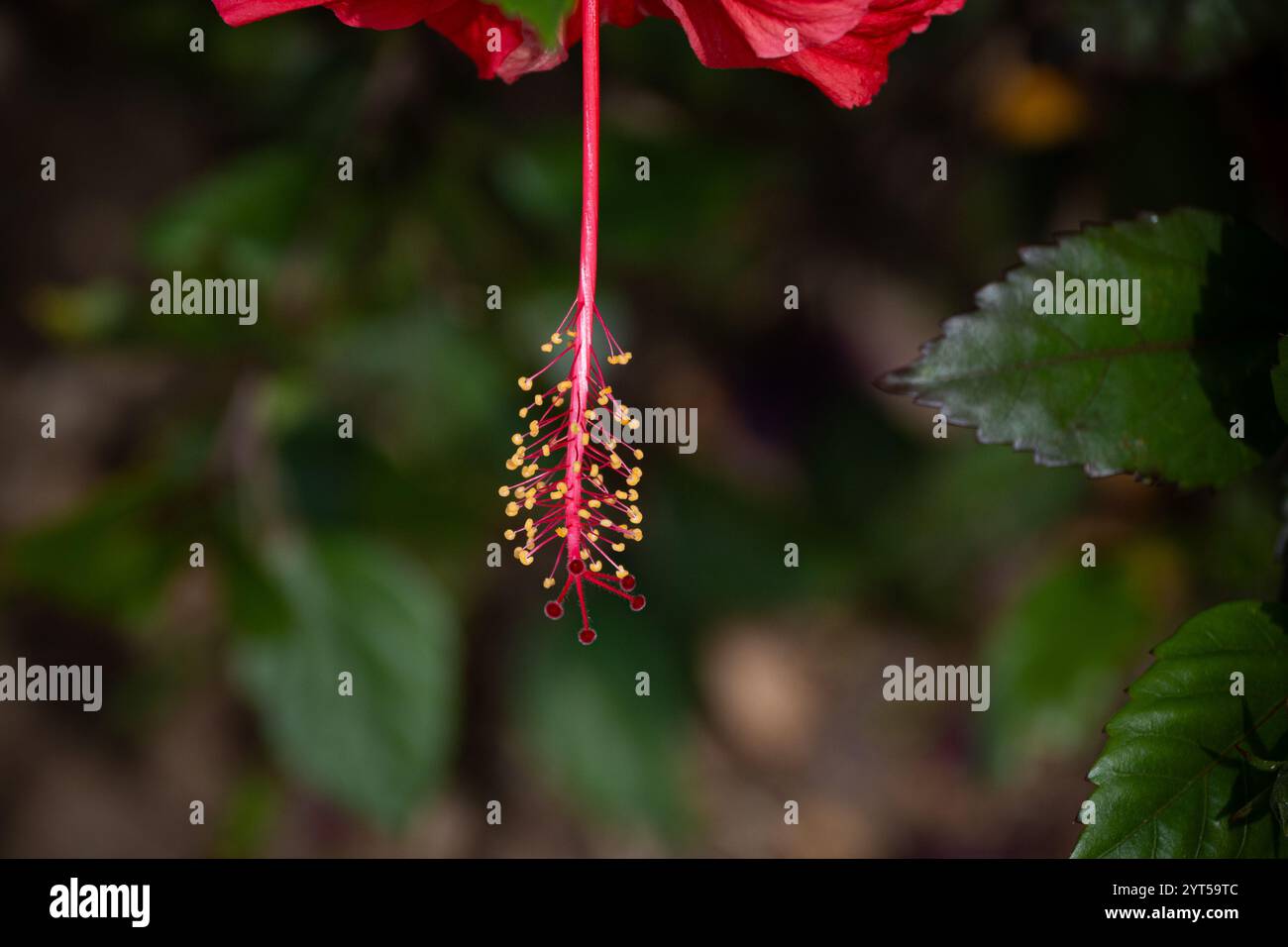Stamen von Hibiskusblüte Stockfoto