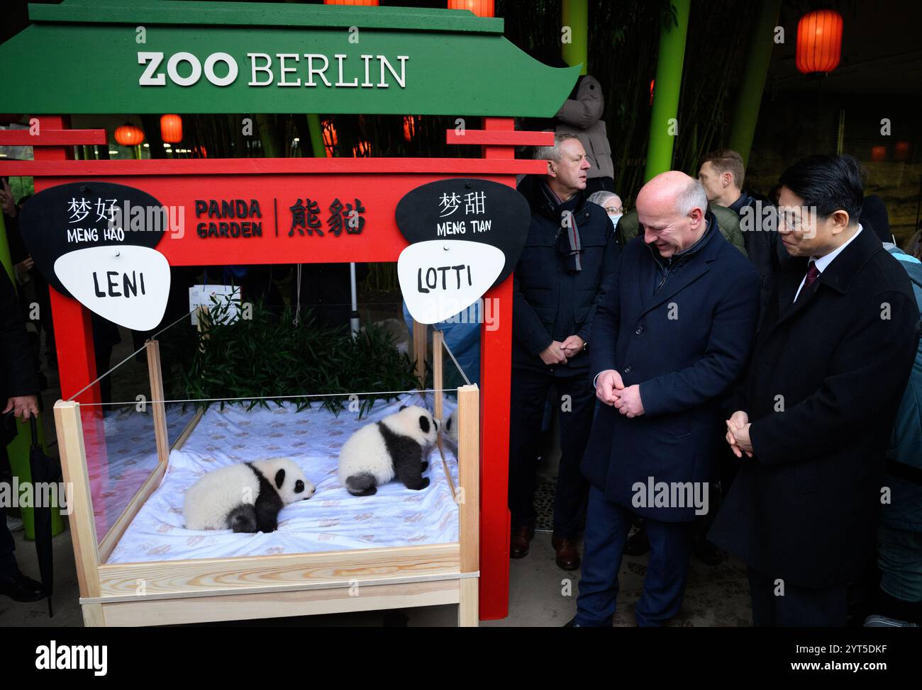 Berlin, Deutschland. Dezember 2024. Kai Wegner (CDU), Regierender Bürgermeister von Berlin, und Deng Hongbo (r), Botschafter von China in Deutschland, sehen sich die Pandabilder bei der Namensverkündung im Zoologischen Garten Berlin an. Leni und Lotti sind die Spitznamen der kleinen Pandas im Berliner Zoo. Die offiziellen chinesischen Namen sind Meng Hao und Meng Tian. Seit 22.08.2024 gibt es unter den Riesenpandas im Berliner Zoo Doppelnachwuchs. Nach chinesischer Tradition werden Pandas 100 Tage nach der Geburt benannt. Quelle: Bernd von Jutrczenka/dpa/Alamy Live News Stockfoto