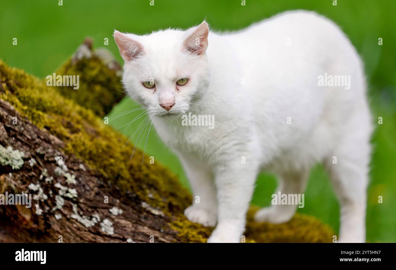 Weiße Katze in einem Garten, auf einem Baumstamm *** örtlicher Titel *** Stockfoto