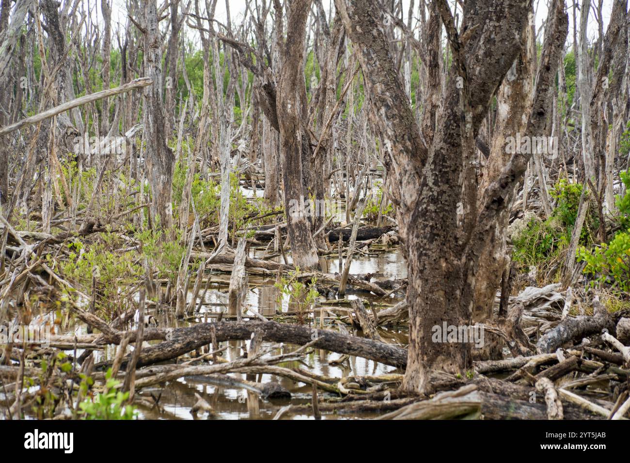 Die toten Mangrovenbäume im Everglades-Nationalpark, Florida, USA Stockfoto