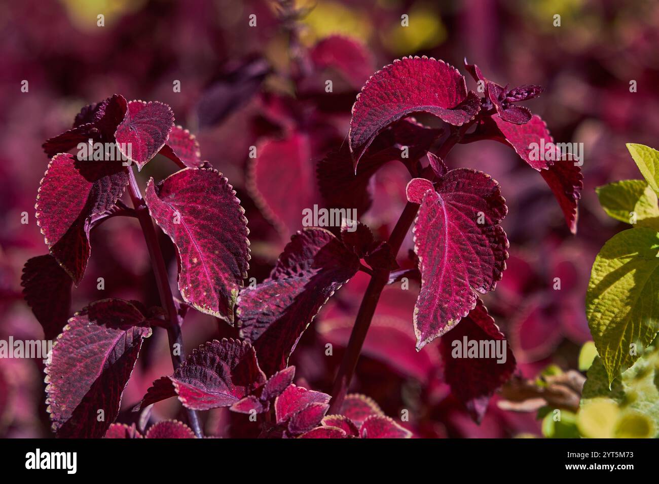 Üppige coleus-Pflanzen, lebendige, tiefviolette Blätter. Gartenumgebung, Gartenbau, Anbausaison. Städtische Landschaftsgestaltung, Blumenbeet Stockfoto