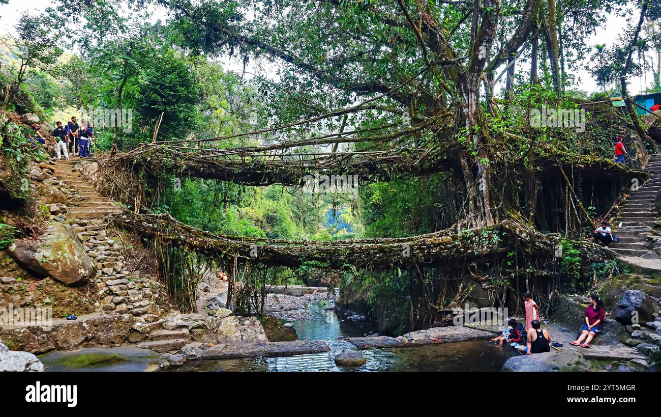 Ikonischer Blick auf die Living Root Double Decker Bridge in Cherrapunji, Meghalaya, Indien. Stockfoto