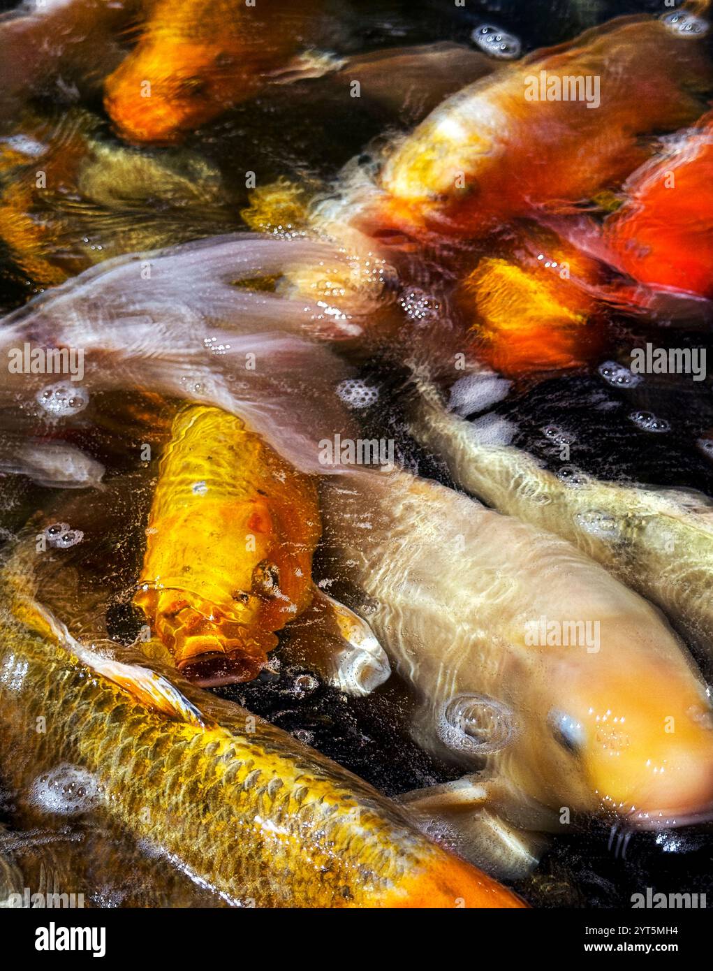 Verschwommene Koi in einem Zierfischteich. Stockfoto