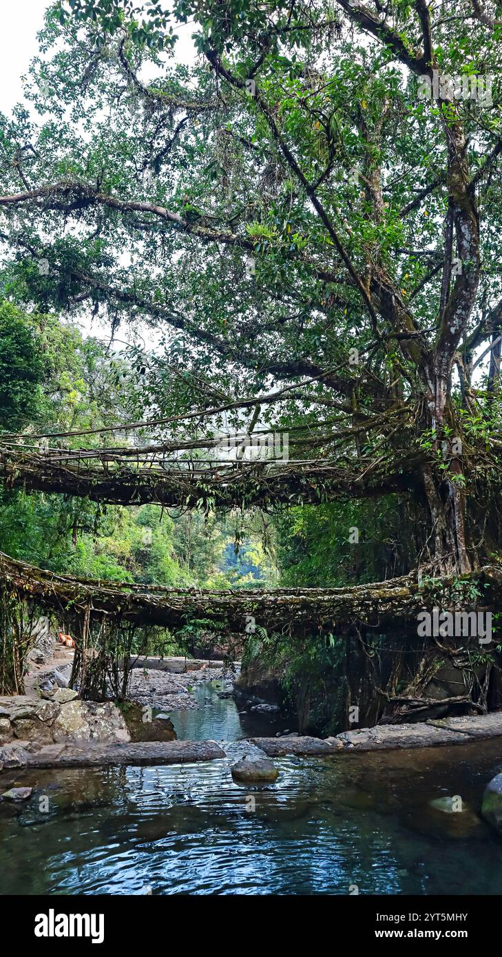 Ikonischer Blick auf die Living Root Double Decker Bridge in Cherrapunji, Meghalaya, Indien. Stockfoto