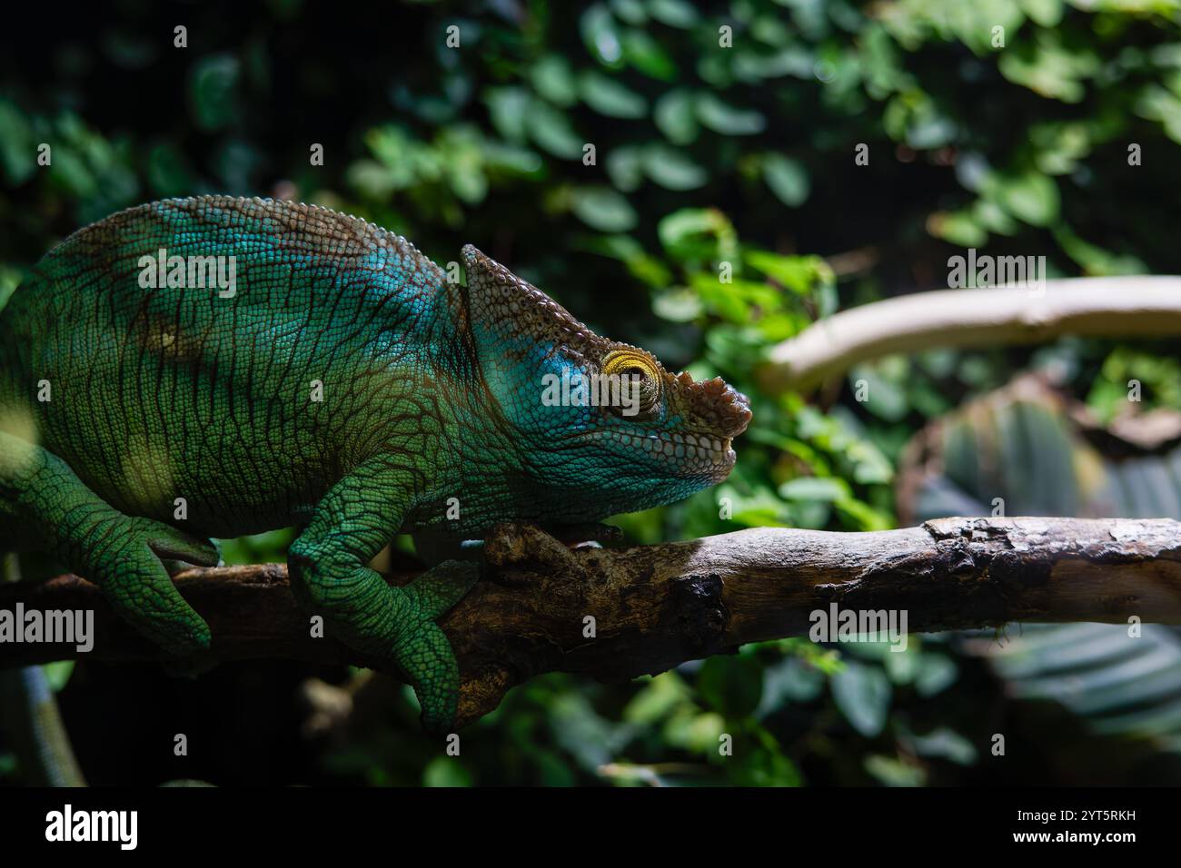 Großes Chamäleon (Chamaeleonidae) mit seiner grünen Tarnfarbe Stockfoto