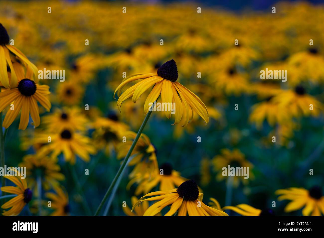 Gelbe Koneflower auf einem großen Feld Stockfoto