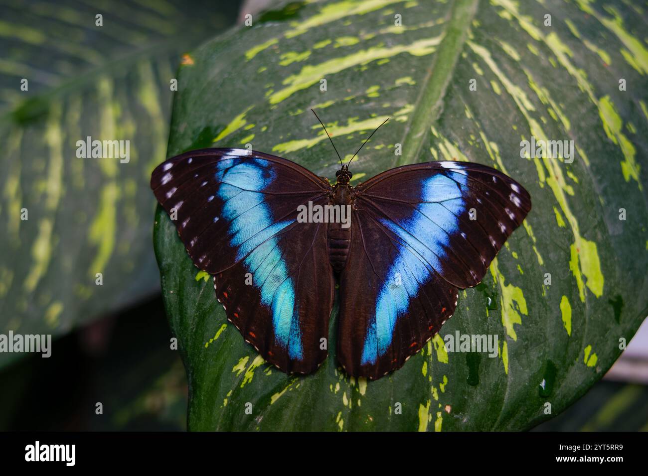 Achillesblau gebänderter Morpho-Schmetterling auf einem Blatt Stockfoto