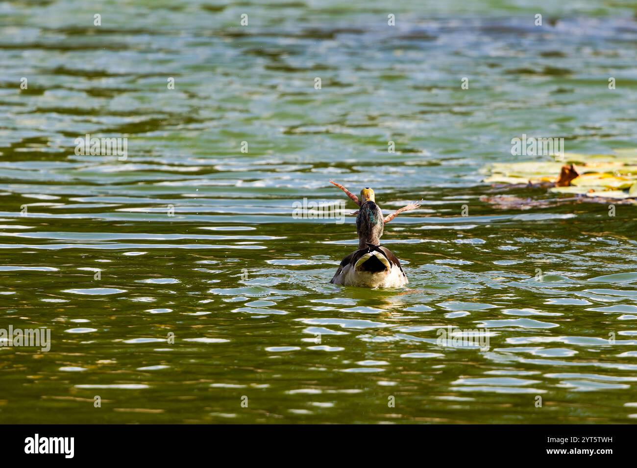 Ente in einem Teich, der einen Frosch isst Stockfoto