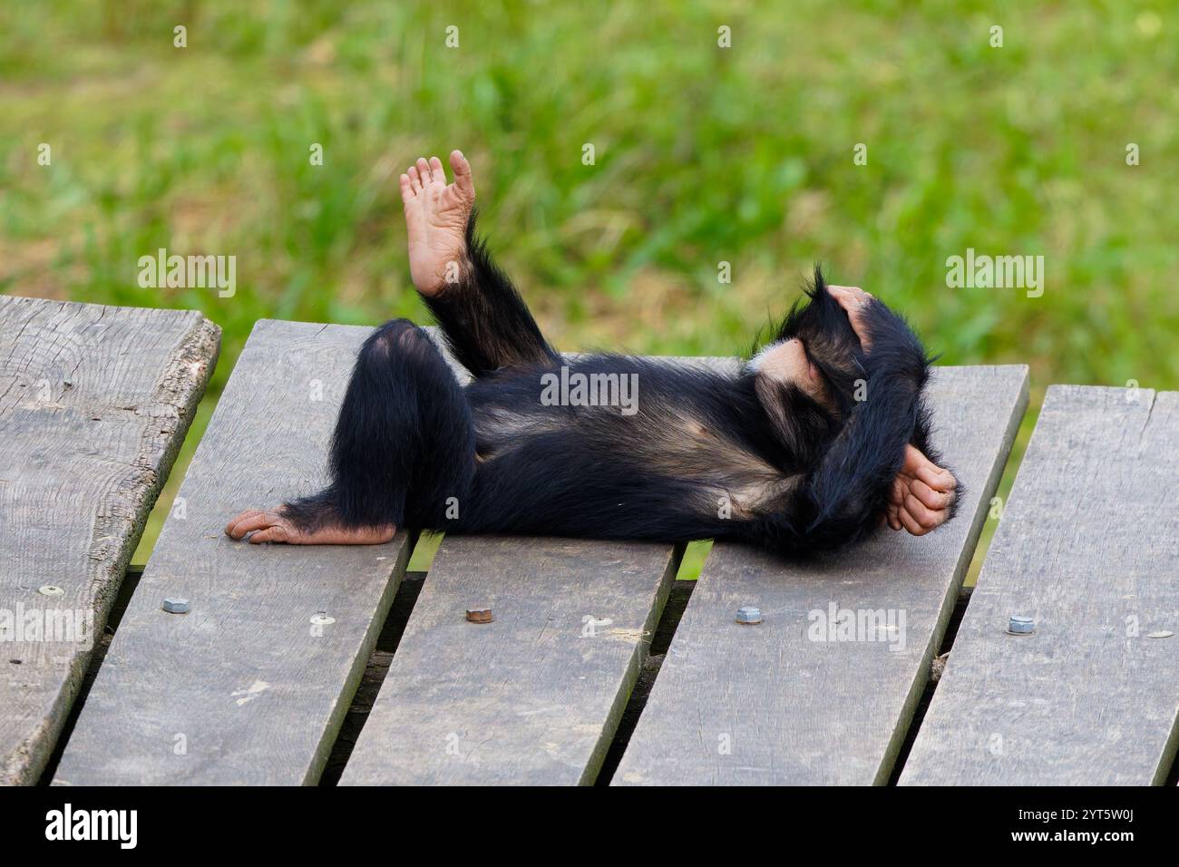 Ein niedlicher kleiner Schimpansee, der auf dem hölzernen Dock liegt (Pan Troglodytes) Stockfoto