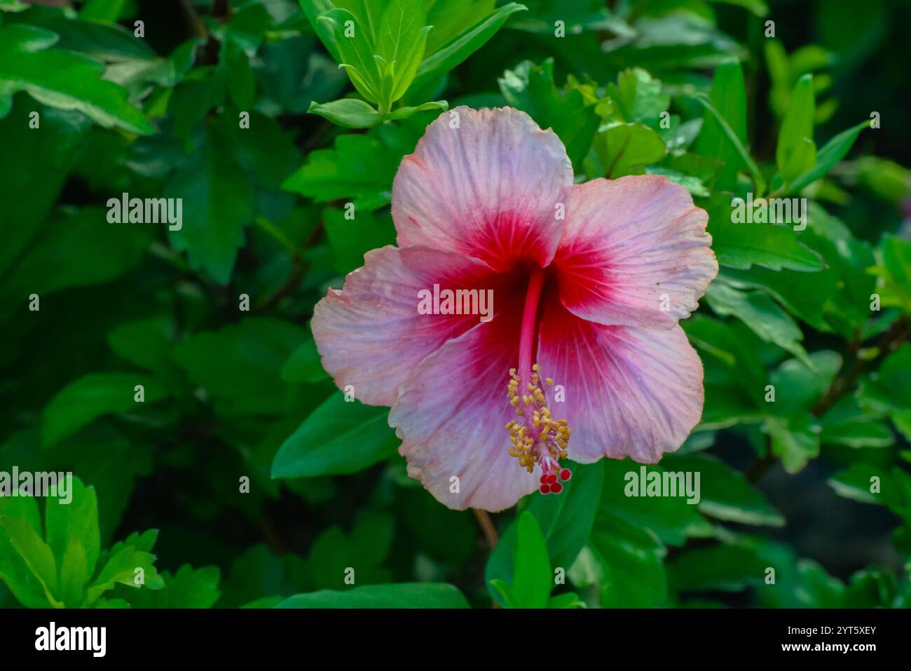 Ein Nahbild einer rosa Hibiskusblüte Stockfoto