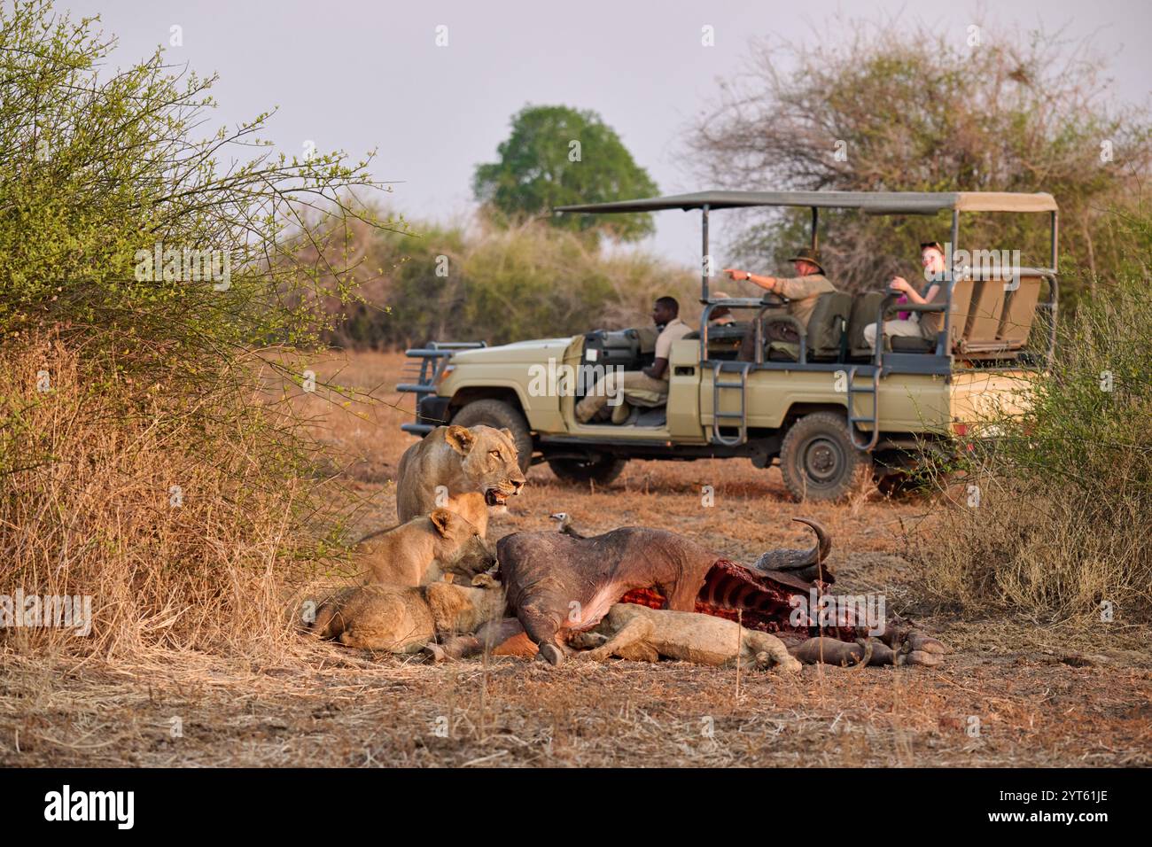 Touristen in einem Safariwagen beobachten eine Löwenin (Panthera leo) bei Buffalo Kill, South Luangwa National Park, Mfuwe, Sambia, Afrika Stockfoto