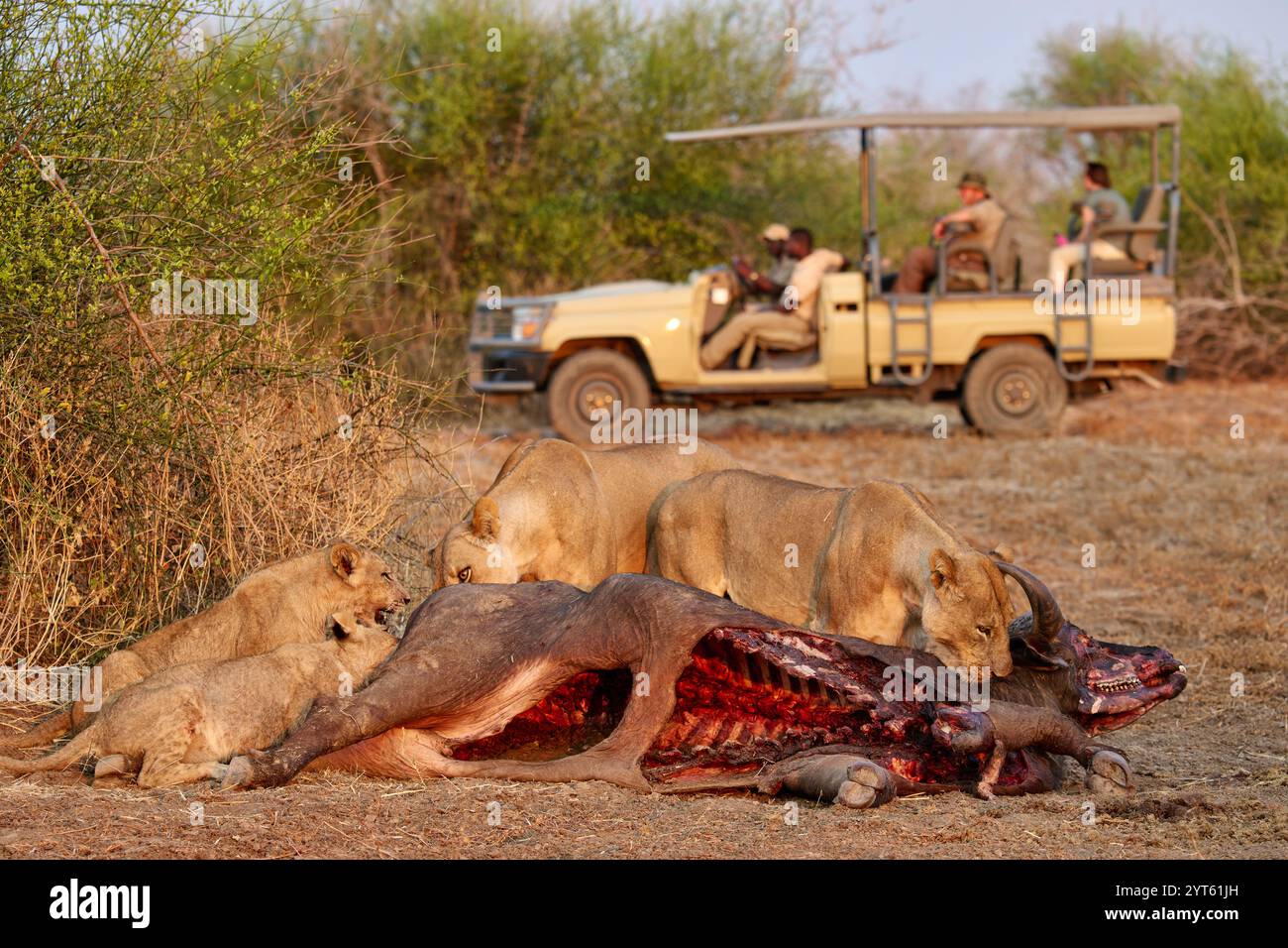 Touristen in einem Safariwagen beobachten eine Löwenin (Panthera leo) bei Buffalo Kill, South Luangwa National Park, Mfuwe, Sambia, Afrika Stockfoto