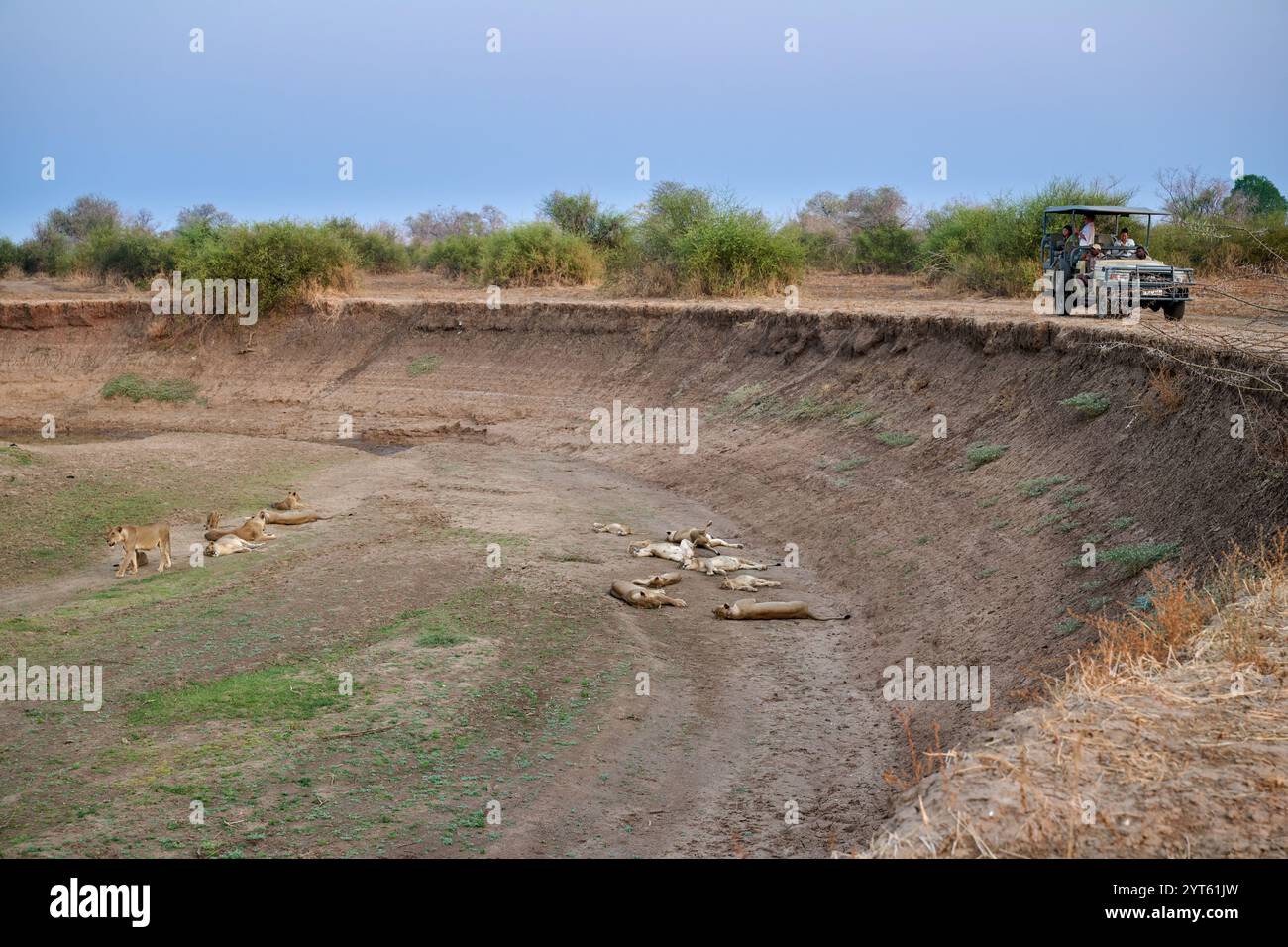 Touristen beobachten Löwen (Panthera Leo) von ihrem Safari-Fahrzeug aus, South Luangwa National Park, Mfuwe, Sambia, Afrika. Loewen (Panthera leo), Süd-Lu Stockfoto