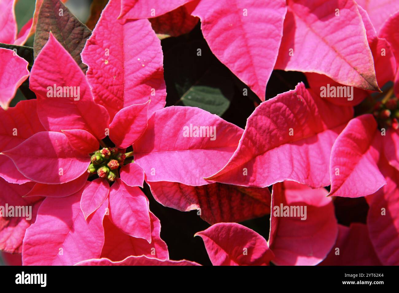 Nahaufnahme von leuchtenden rosafarbenen Weihnachtsstern mit üppigen grünen Deckblättern und Knospen, die von Sonnenlicht beleuchtet werden. Kräftige Farben und satte Textur sorgen für ein festliches Ambiente Stockfoto