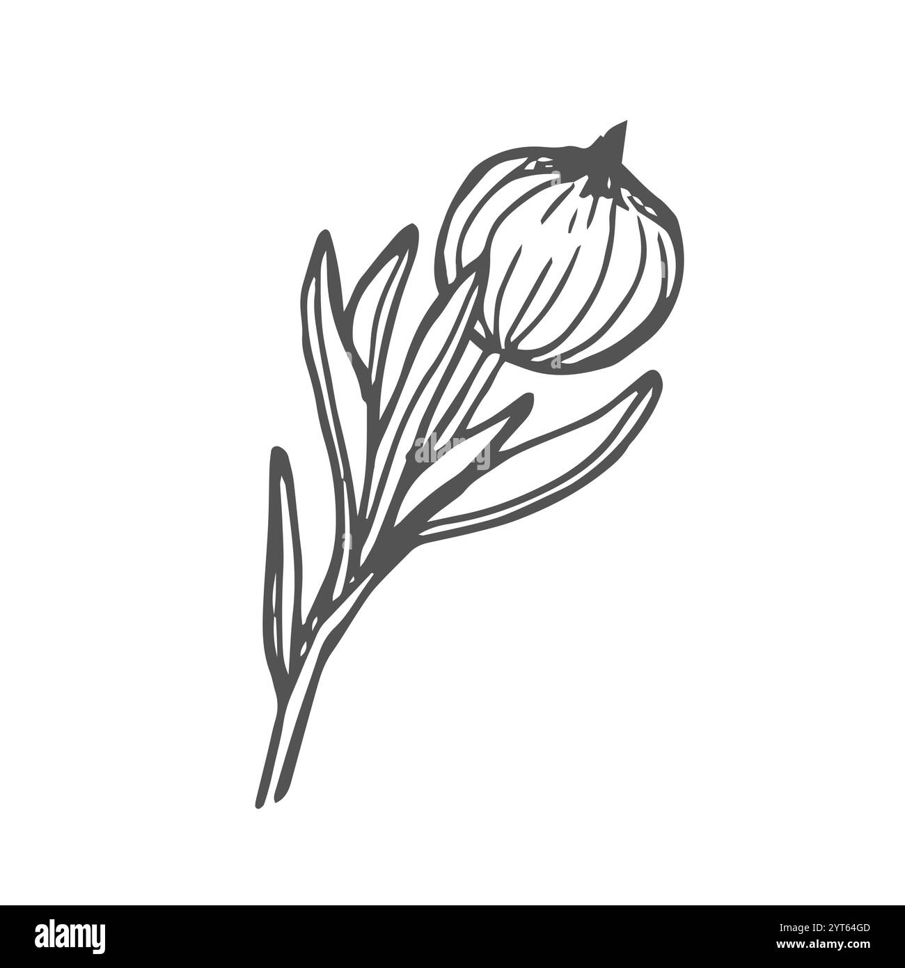 Calendula-Blütenknospen-Skizze im Vektor. Handgezeichnete Illustration der medizinischen Pflanze Stock Vektor