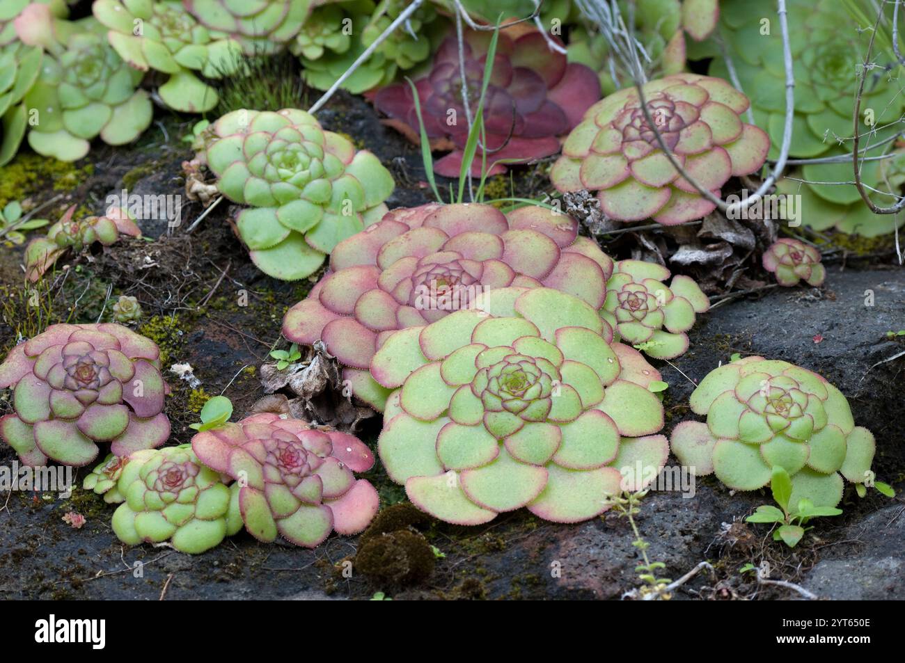 Der Disk Houseleek ist eine endemische Pflanze aus Macaronesien, die auf vulkanischen Böden wächst. Stockfoto