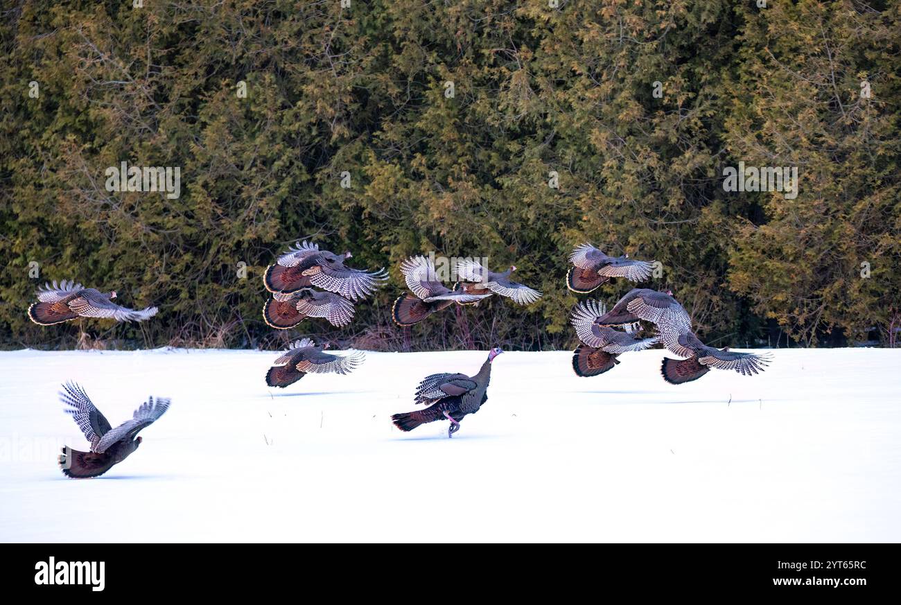 Eastern Wild Truthühner fliegen über den Schnee in Ottawa, Kanada Stockfoto