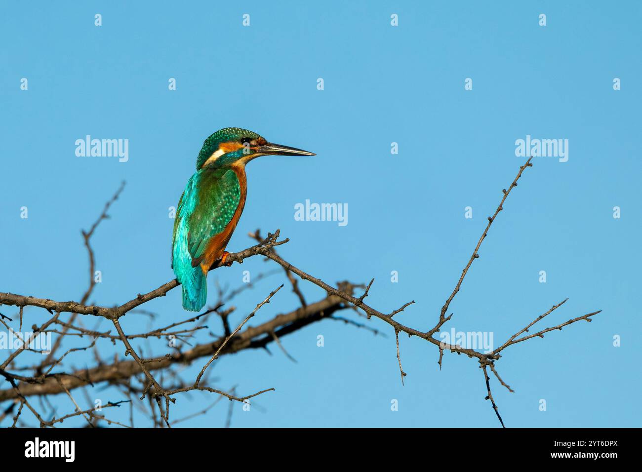 Bunte Erwachsene männliche gemeine eisvogel (Alcedo atthis) oder eurasische eisvogel oder flussvogel auf einem Barsch. Isola della Cona, Italien. Stockfoto